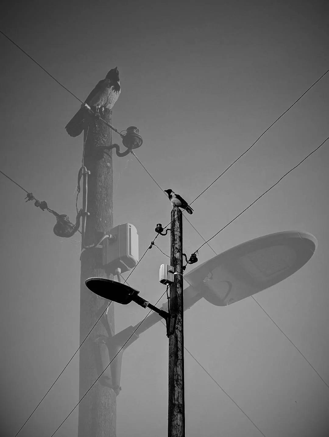 A montage of black and white photographs of Berlin's details. We go towards an abstraction that seeks a sensation of urban tear, of ashes and wandering, made of concrete, crows, passages, graffiti.